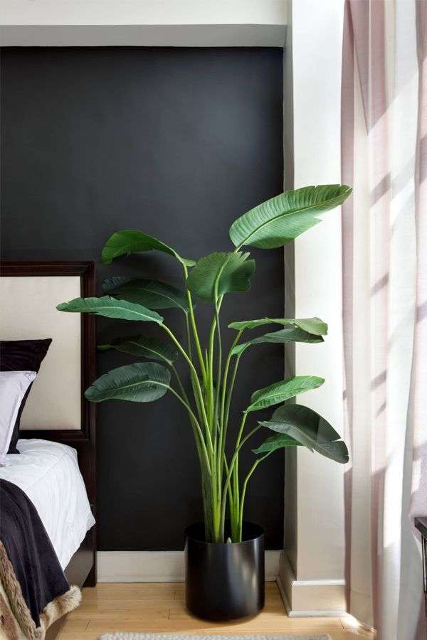 گھر کے اندر رکھا ہوا سبز پودا اور نرم قدرتی روشنی